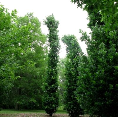 Quercus robur x bicolor Kindred Spirit&reg;