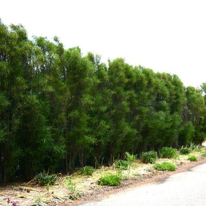 Rhamnus frangula Fine Line&reg;