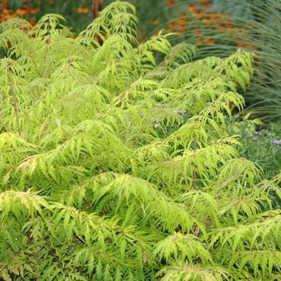 Rhus typhina Tiger Eyes&reg;