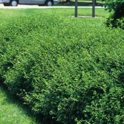 Ribes alpinum Green Mound