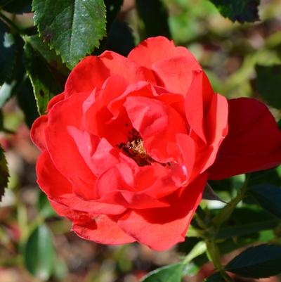 Rosa Flower Carpet&reg; Scarlet