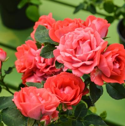 Rosa Coral Drift&reg;