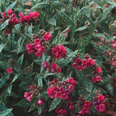 Pulmonaria longifolia Raspberry Splash