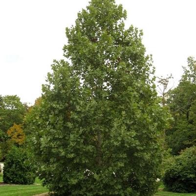 Platanus x acerifolia Exclamation!&trade;