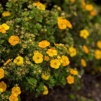 Potentilla fruticosa Mandarin Tango&reg;