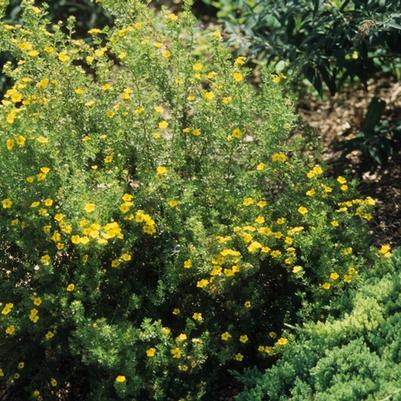 Potentilla fruticosa Gold Drop ('Farreri')