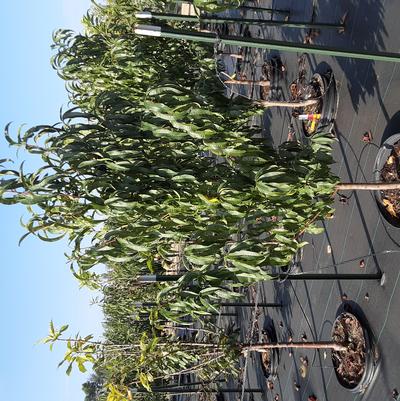 Prunus persica Elberta