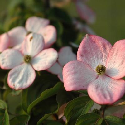 Cornus kousa Heart Throb&reg;