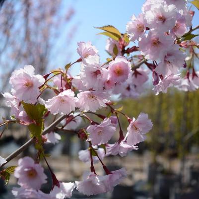Prunus First Blush&reg;
