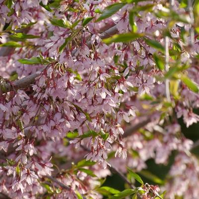Prunus Pink Snow Showers&trade;