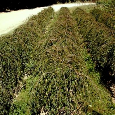 Prunus Snow Fountains&reg;