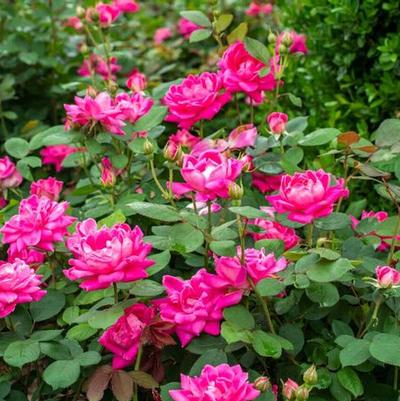 Rosa Knock Out&reg; Pink Double