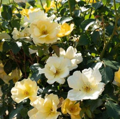 Rosa Knock Out&reg; Easy Bee-zy&trade;