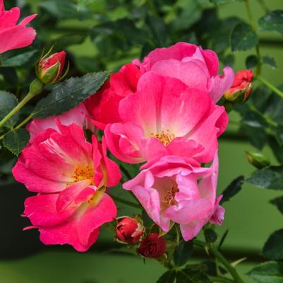 Rosa Pink Drift&reg;