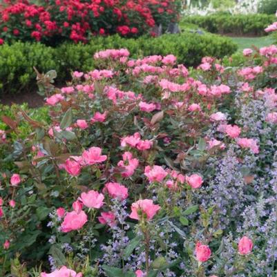 Rosa Knock Out&reg; Pink