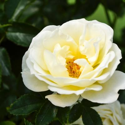 Rosa Popcorn Drift&reg;