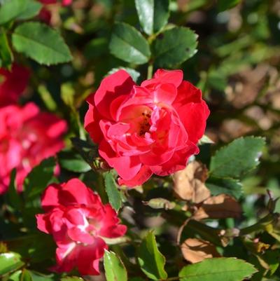 Rosa Red Drift&reg;
