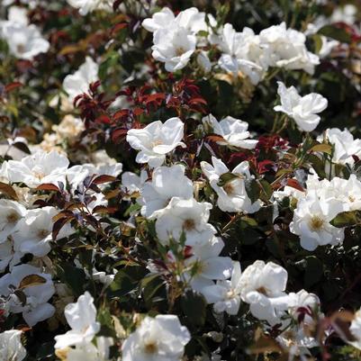 Rosa Knock Out&reg; White