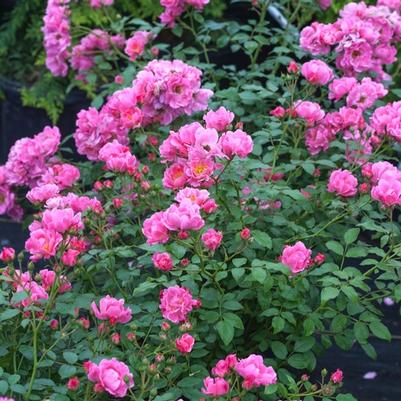Rosa Oso Easy&reg; Double Pink