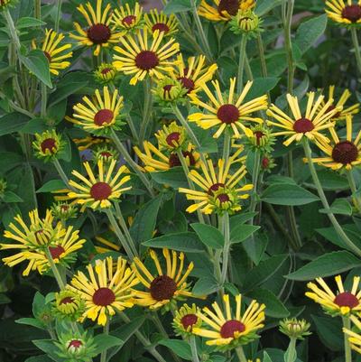 Rudbeckia subtomentosa Little Henry