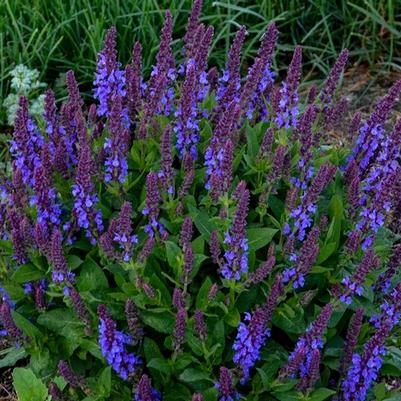Salvia nemorosa Violet Profusion