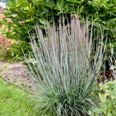 Schizachyrium scoparium Prairie Winds&reg; Brush Strokes