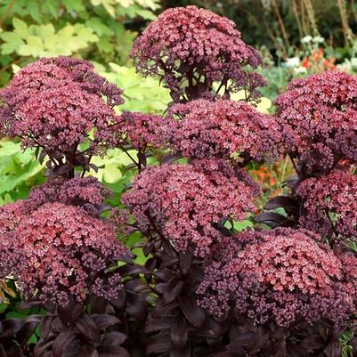 Sedum telephium Dark Magic