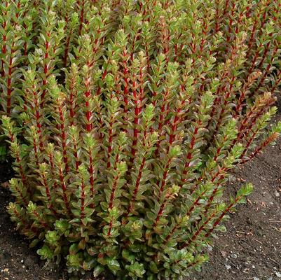 Sedum telephium Double Martini