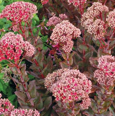 Sedum Thunderhead