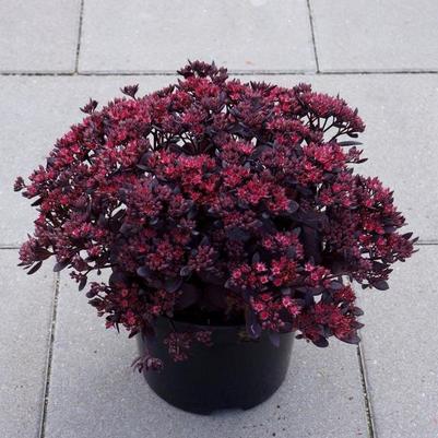 Sedum Sunsparkler&reg; Plum Dazzled