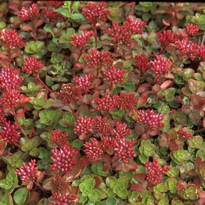 Sedum spurium Fuldaglut (Fulda Glow)