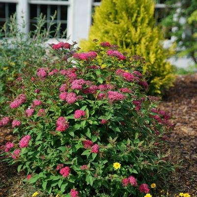 Spiraea Double Play Doozie&reg;