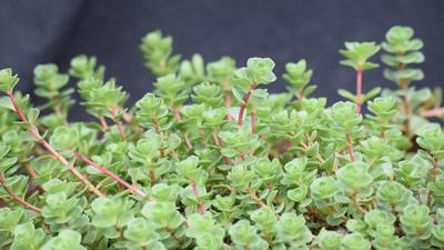 Sedum spurium John Creech