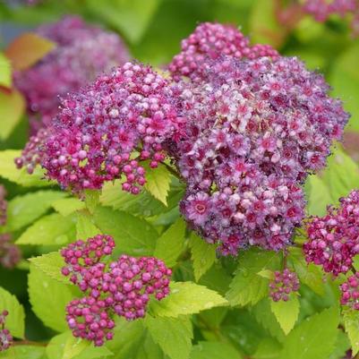Spiraea japonica Double Play Dolly&reg; 