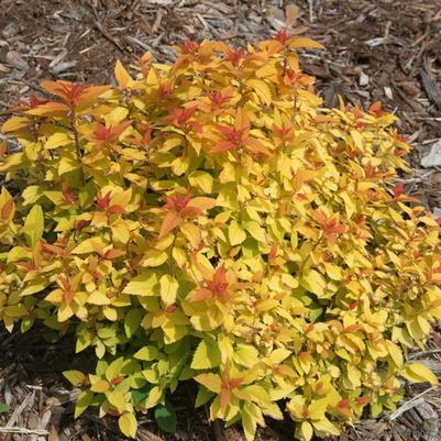 Spiraea japonica Double Play&reg; Candy Corn&reg;