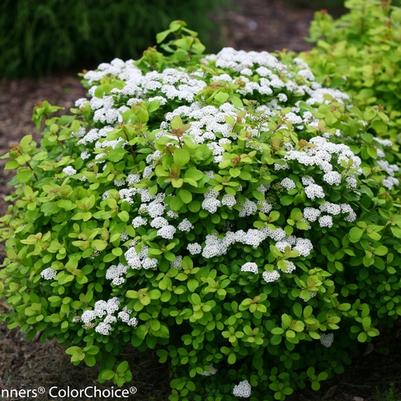 Spiraea betulifolia Glow Girl&reg;