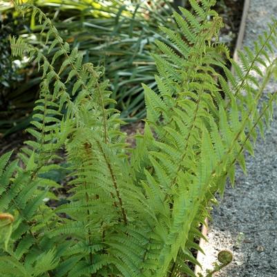 Dryopteris filix-mas 