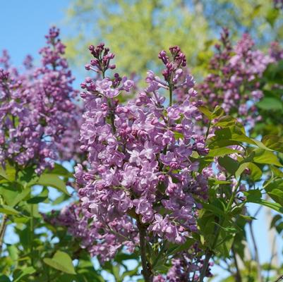 Syringa x hyacinthiflora Scentara&reg; Double Blue