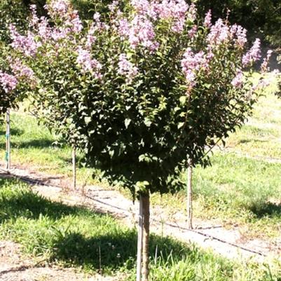 Syringa pekinensis Summer Charm&reg;