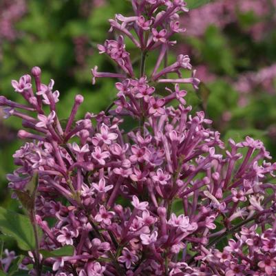 Syringa Bloomerang&reg; Purple