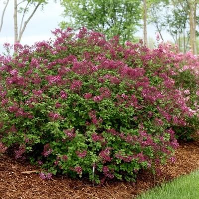 Syringa Bloomerang&reg; Dark Purple