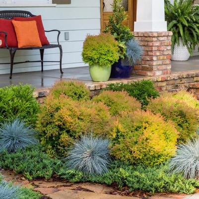 Thuja occidentalis Fire Chief&trade;