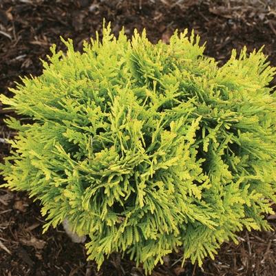 Thuja occidentalis Anna's Magic Ball&reg;
