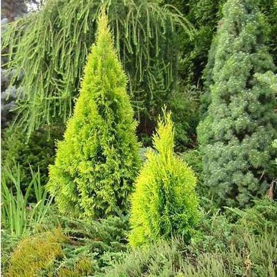 Thuja occidentalis Highlights&trade; Janed Gold