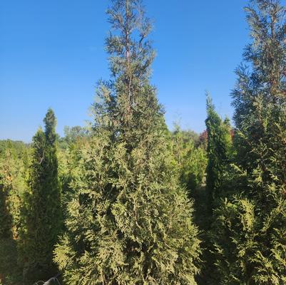 Thuja occidentalis Hetz Wintergreen