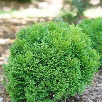 Thuja occidentalis Tater Tot&reg;