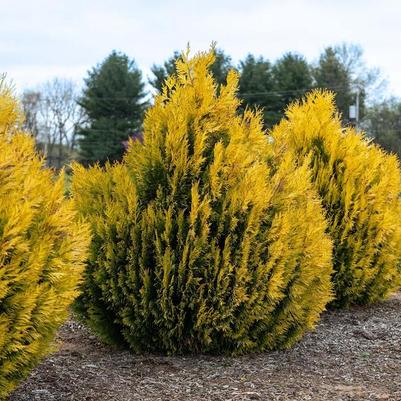 Thuja plicata Forever Goldy&trade;