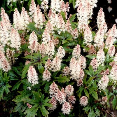 Tiarella Pink Skyrocket
