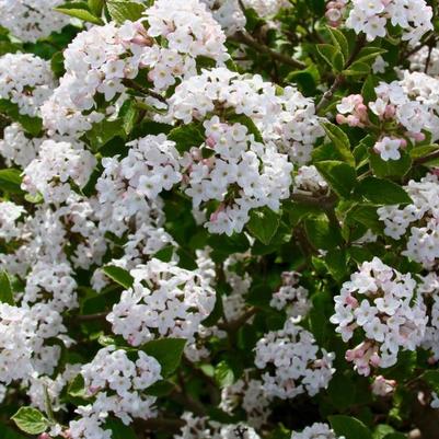 Viburnum carlesii Sugar n' Spice&trade;