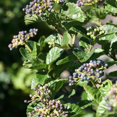 Viburnum dentatum var. deamii All That Glitters&reg; 